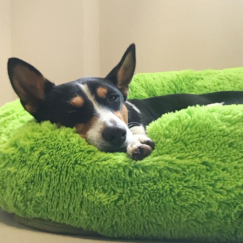 Dog bed-calming dog bed - ObeyKart
